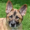 adoptable Dog in huntley, IL named Dash