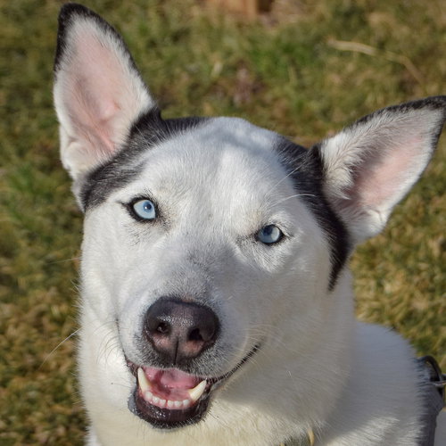 picture of the dog needing adoption