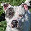 adoptable Dog in huntley, IL named Biloxi