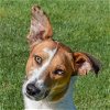 adoptable Dog in huntley, IL named Santo