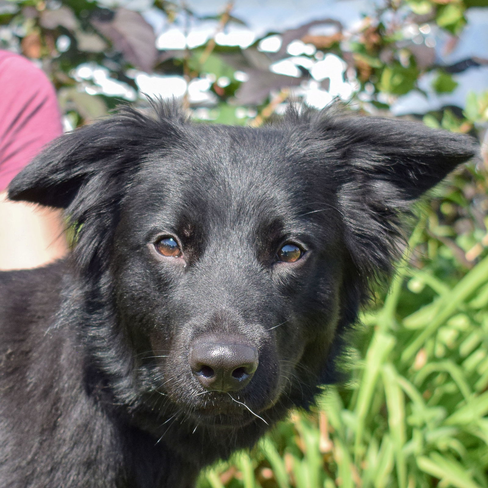 adoptable Dog in Huntley, IL named Mabel