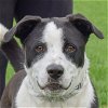 adoptable Dog in huntley, IL named Smiley