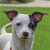 adoptable Dog in huntley, IL named Paulie