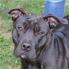 adoptable Dog in huntley, IL named Princess