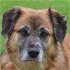 adoptable Dog in huntley, IL named Roxie