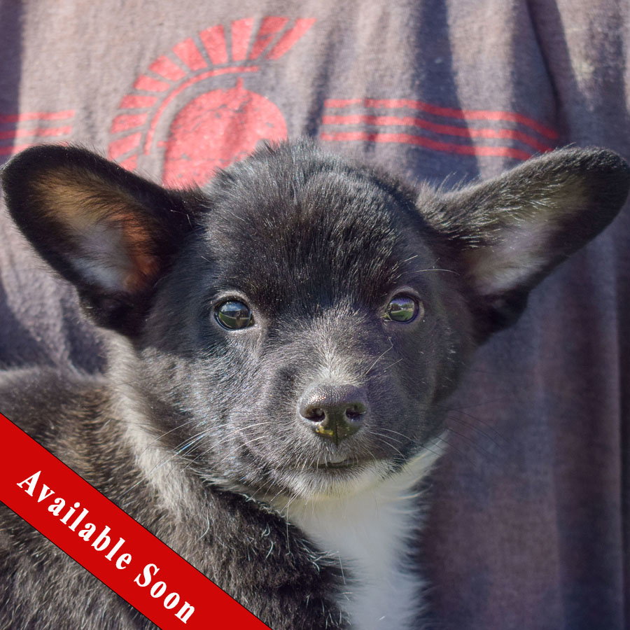 Dog adoption in Huntley, IL 60142 / Papillon / Mixed (medium