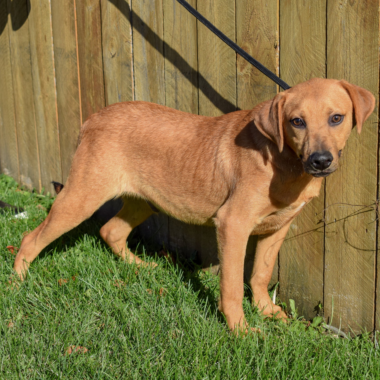 Dog for Adoption Cairo, a Yellow Labrador Retriever in Hillcrest, IL