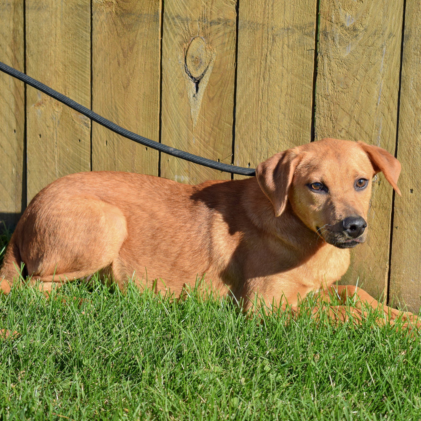 Dog for Adoption Cairo, a Yellow Labrador Retriever in Hillcrest, IL
