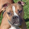 adoptable Dog in huntley, IL named Jeffrey