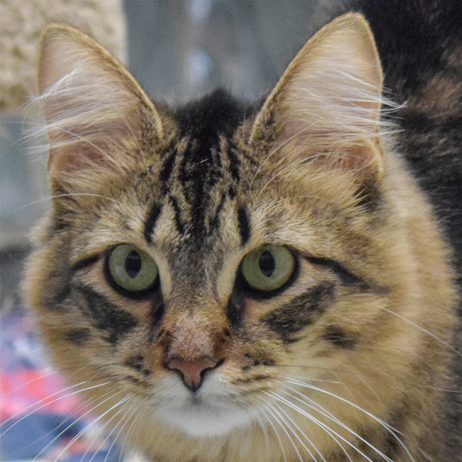 adoptable Cat in Huntley, IL named Mater