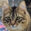 adoptable Cat in huntley, IL named Mater
