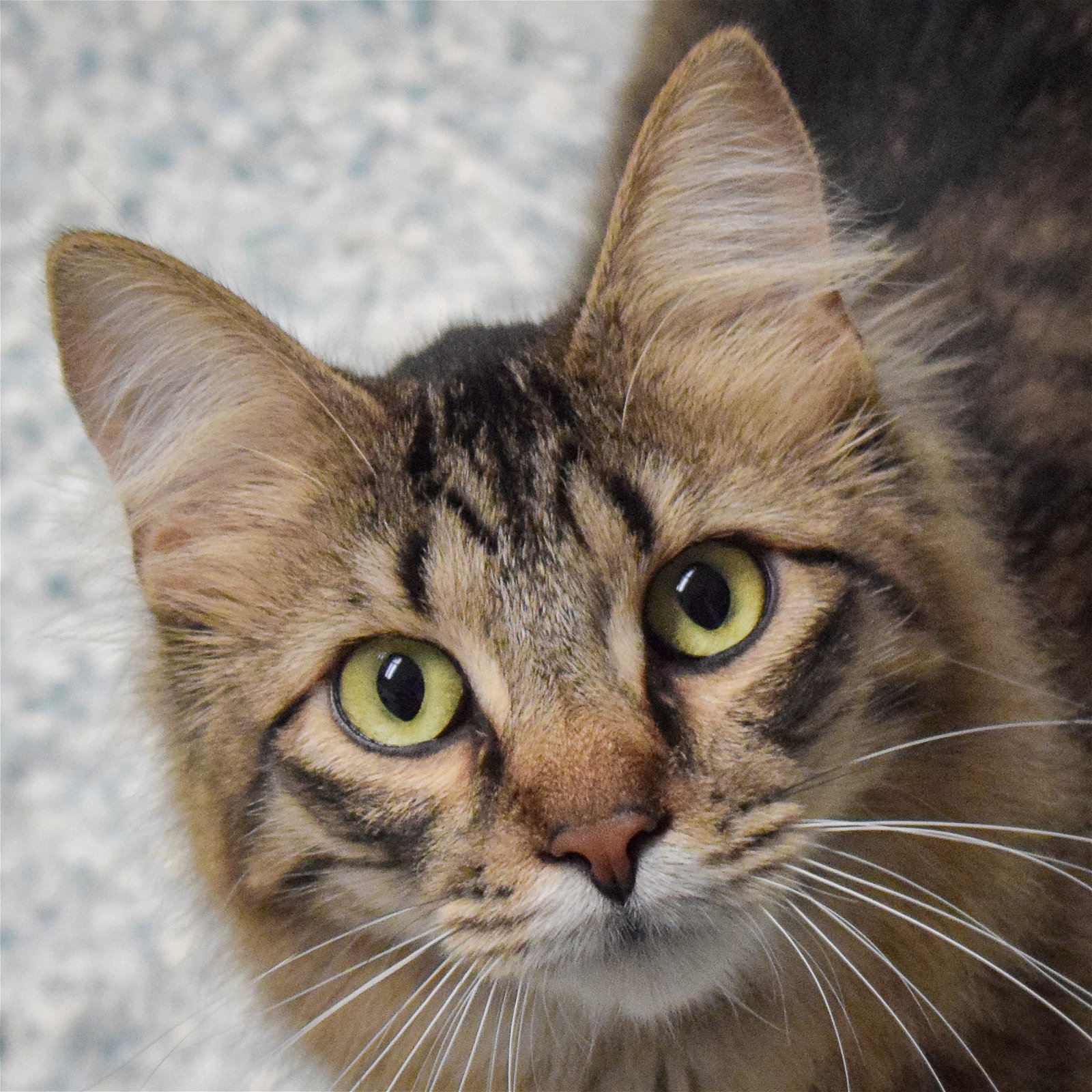adoptable Cat in Huntley, IL named Mater