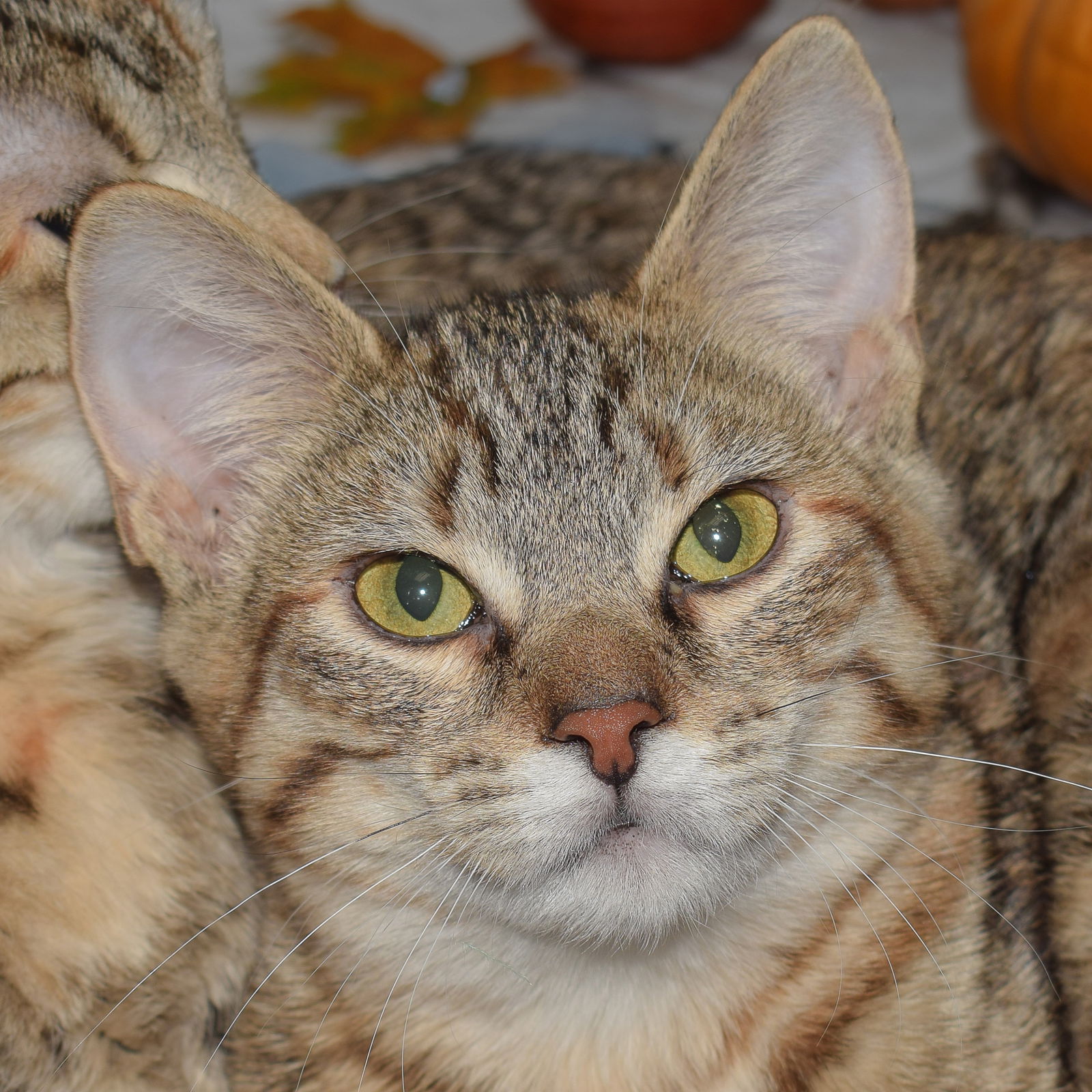 adoptable Cat in Huntley, IL named Queen