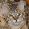 adoptable Cat in huntley, IL named Queen