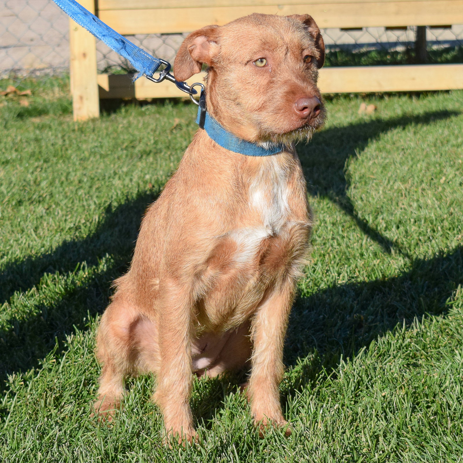 Dog for Adoption Thea, a Parson Russell Terrier in Lake County, IL