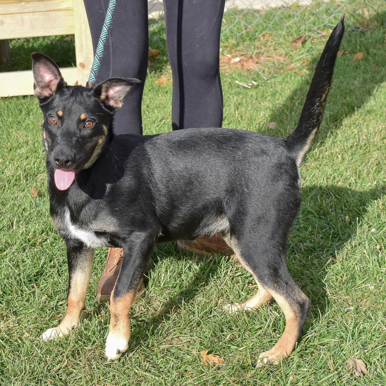 dog-for-adoption-dutchess-a-border-collie-in-maywood-il-alpha-paw