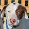 adoptable Dog in huntley, IL named Kyle