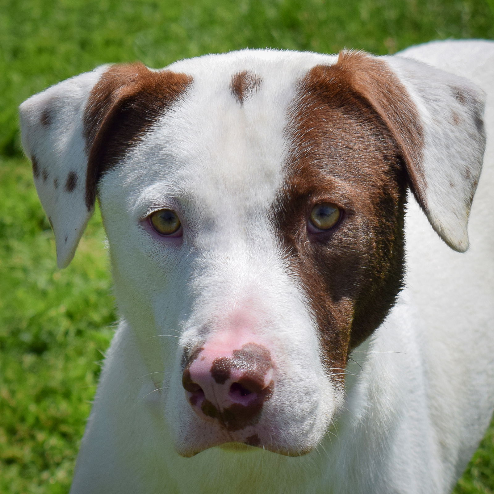 adoptable Dog in Huntley, IL named Kyle