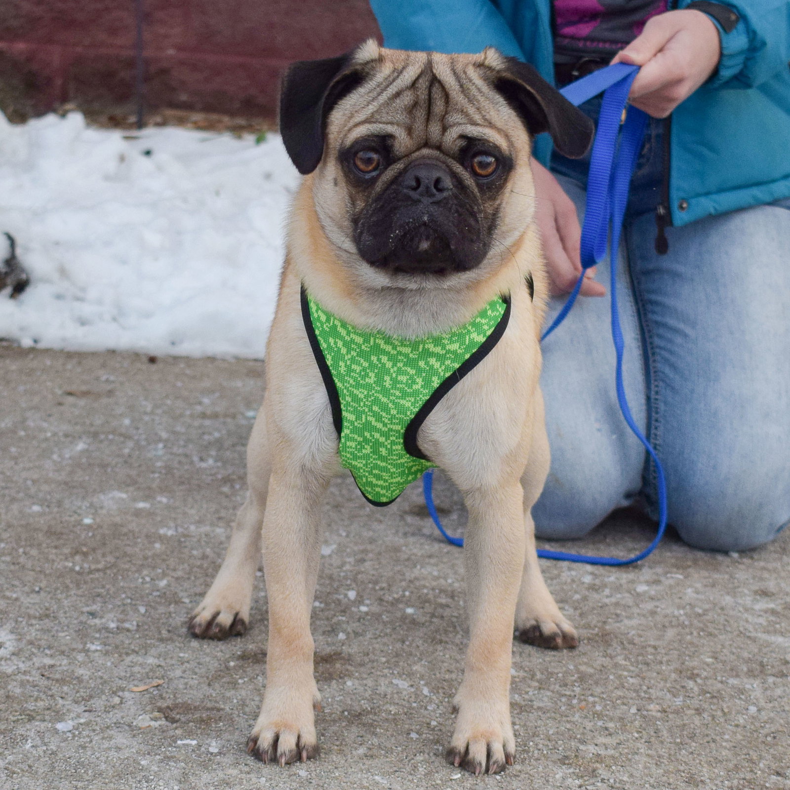 Dog for Adoption Tank, a Pug in Douglas, IL Alpha Paw