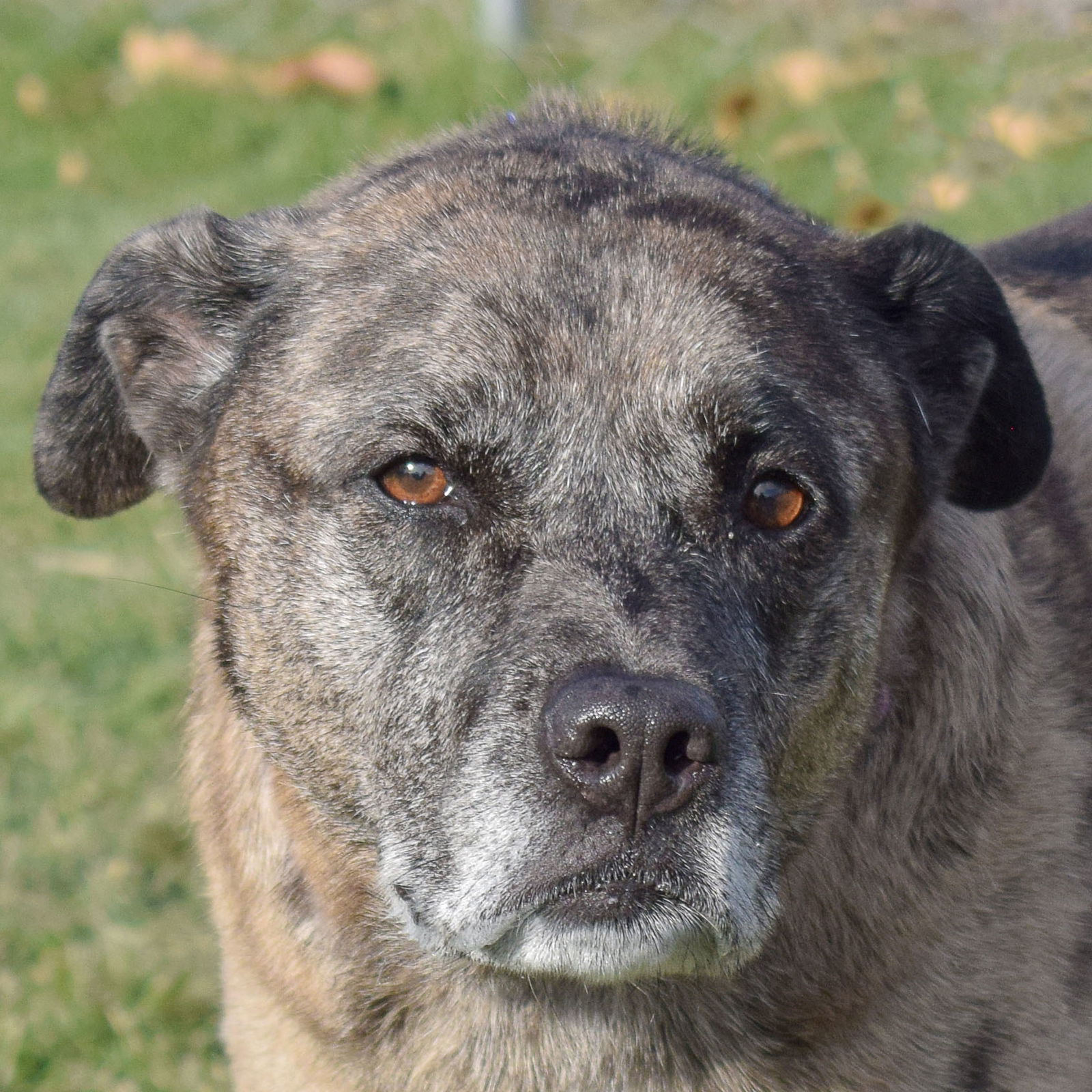 adoptable Dog in Huntley, IL named Ryder