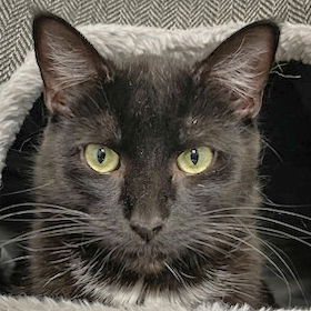 adoptable Cat in Huntley, IL named Piper