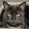 adoptable Cat in huntley, IL named Piper