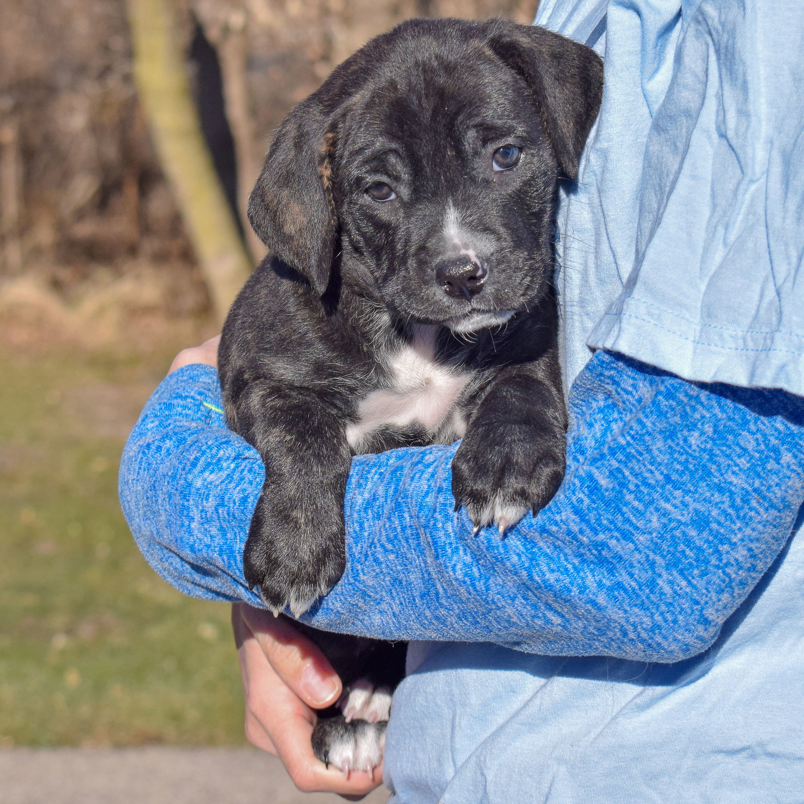 Dog for Adoption Hamburglar, a Boxer in Batavia, IL Alpha Paw
