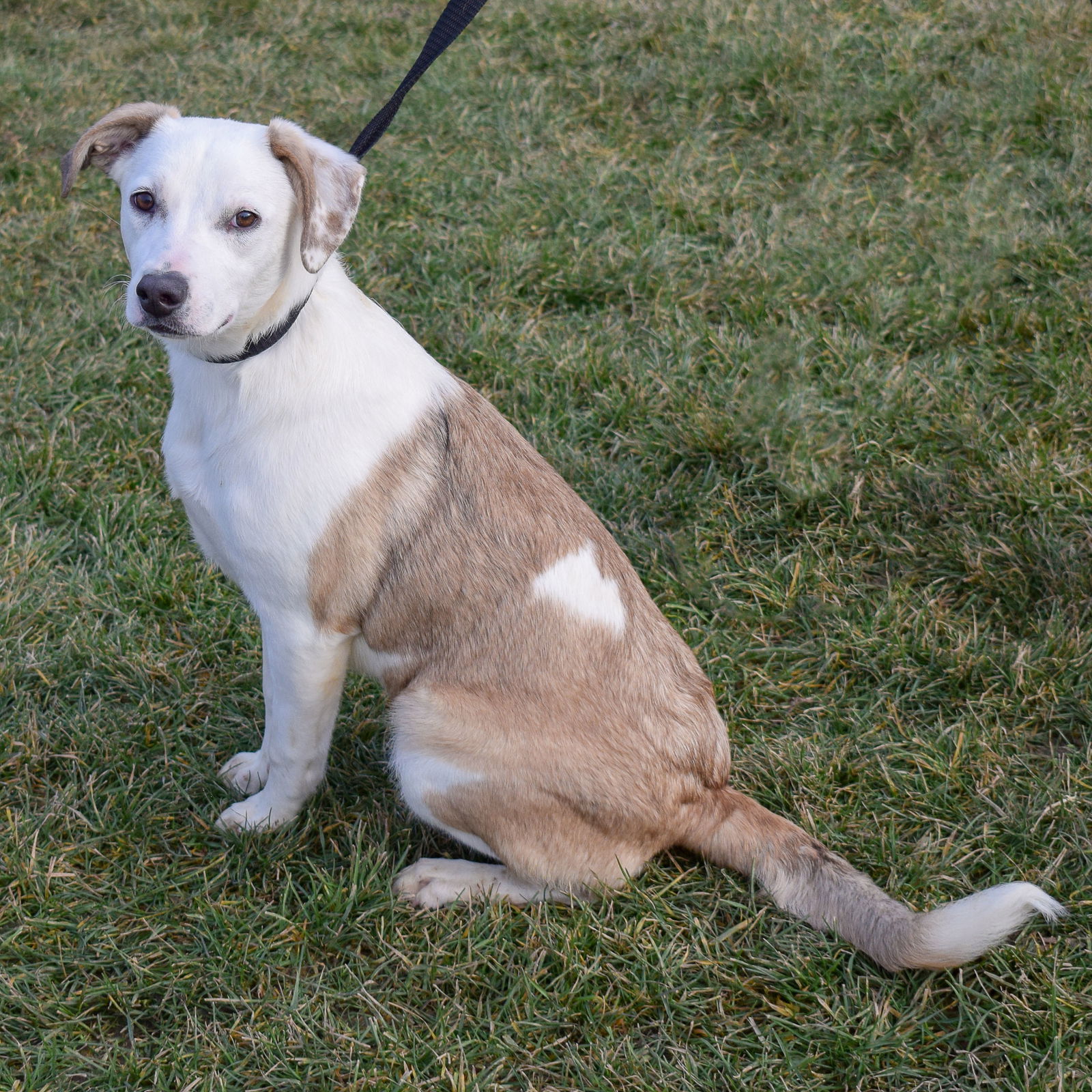 Dog for Adoption - Luna, a Yellow Labrador Retriever in Orland Park, IL ...