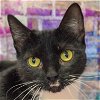 adoptable Cat in  named Kylie