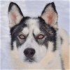 adoptable Dog in  named Polar