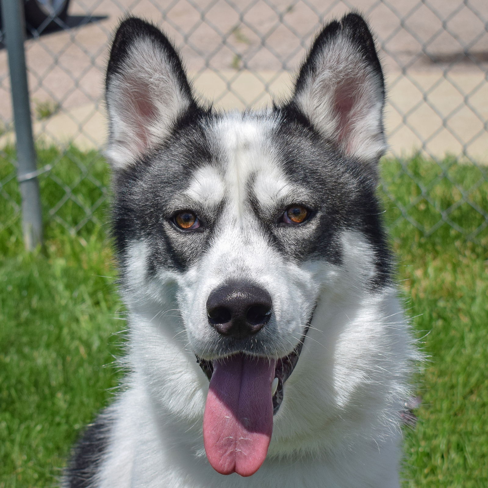 adoptable Dog in Huntley, IL named Polar