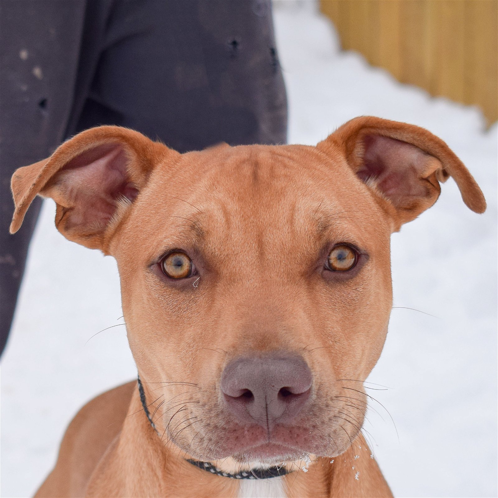 adoptable Dog in Huntley, IL named Marco