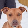 adoptable Dog in huntley, IL named Marco