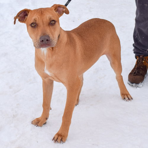 MARCO - Boxer / American Staffordshire Terrier available for adoption