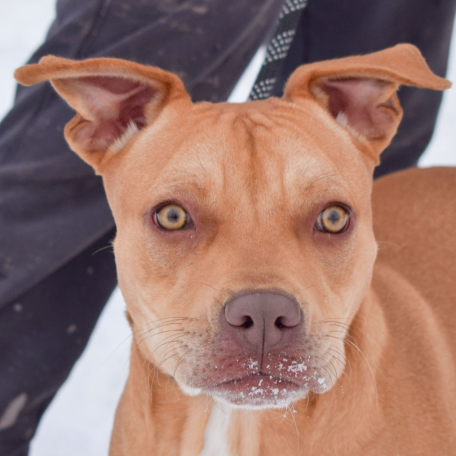 adoptable Dog in Huntley, IL named Mark