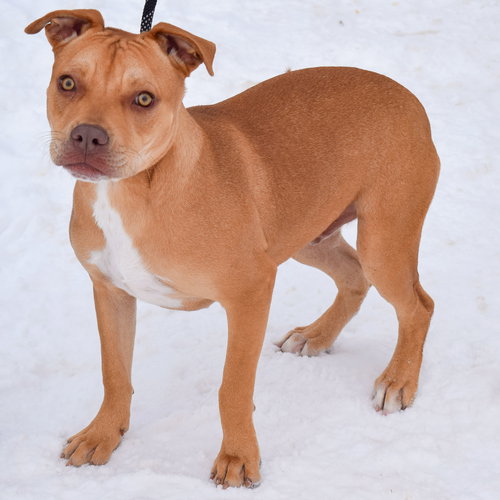MARK - Boxer / American Staffordshire Terrier available for adoption