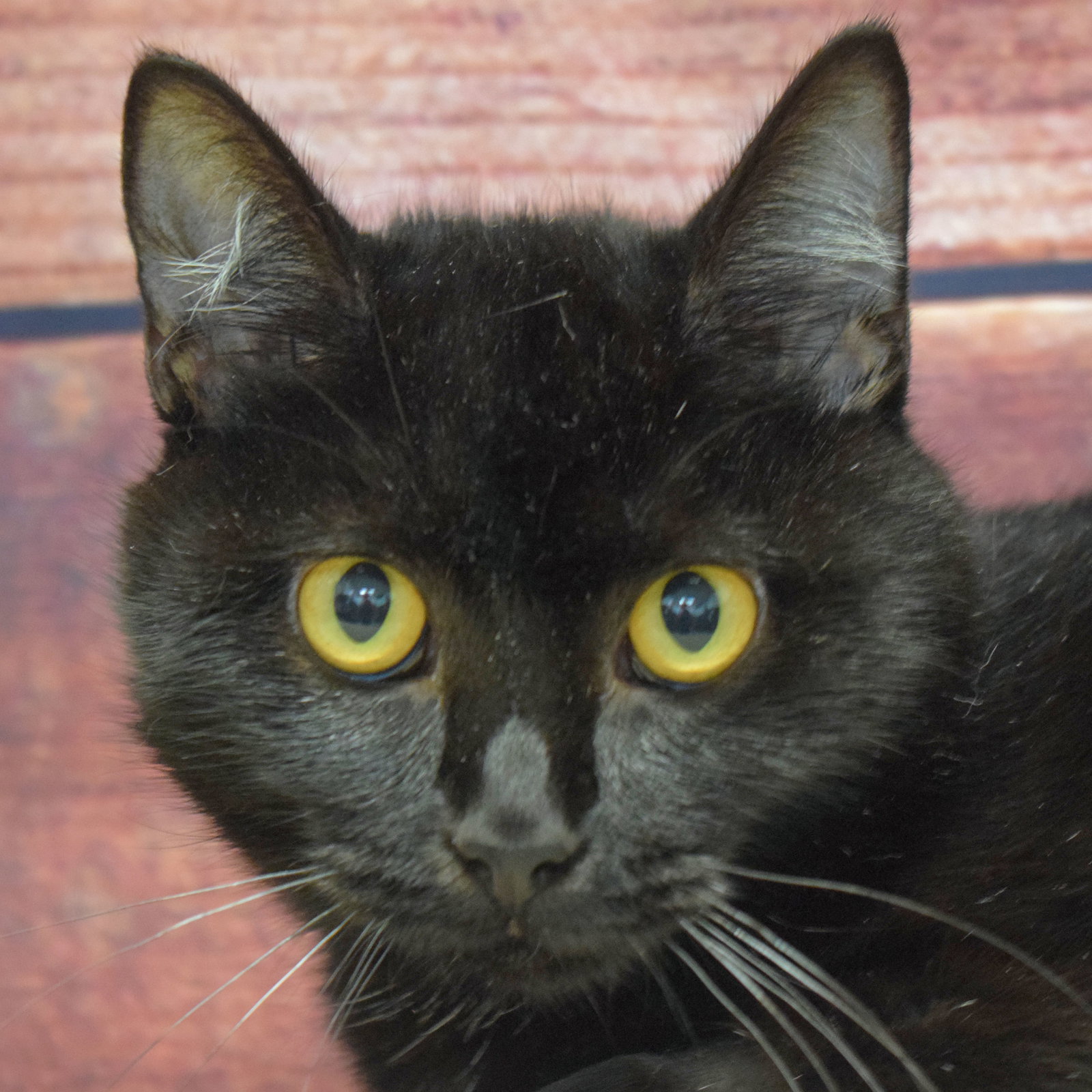 Cats for Adoption in Genoa City, Wisconsin Alpha Paw