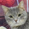 adoptable Cat in huntley, IL named Sidney