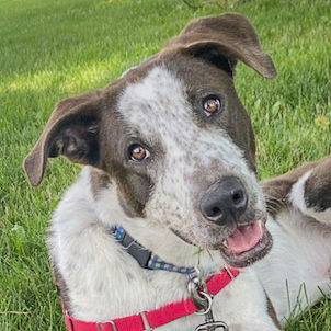 adoptable Dog in Huntley, IL named Nikko