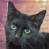 adoptable Cat in huntley, IL named Mittens