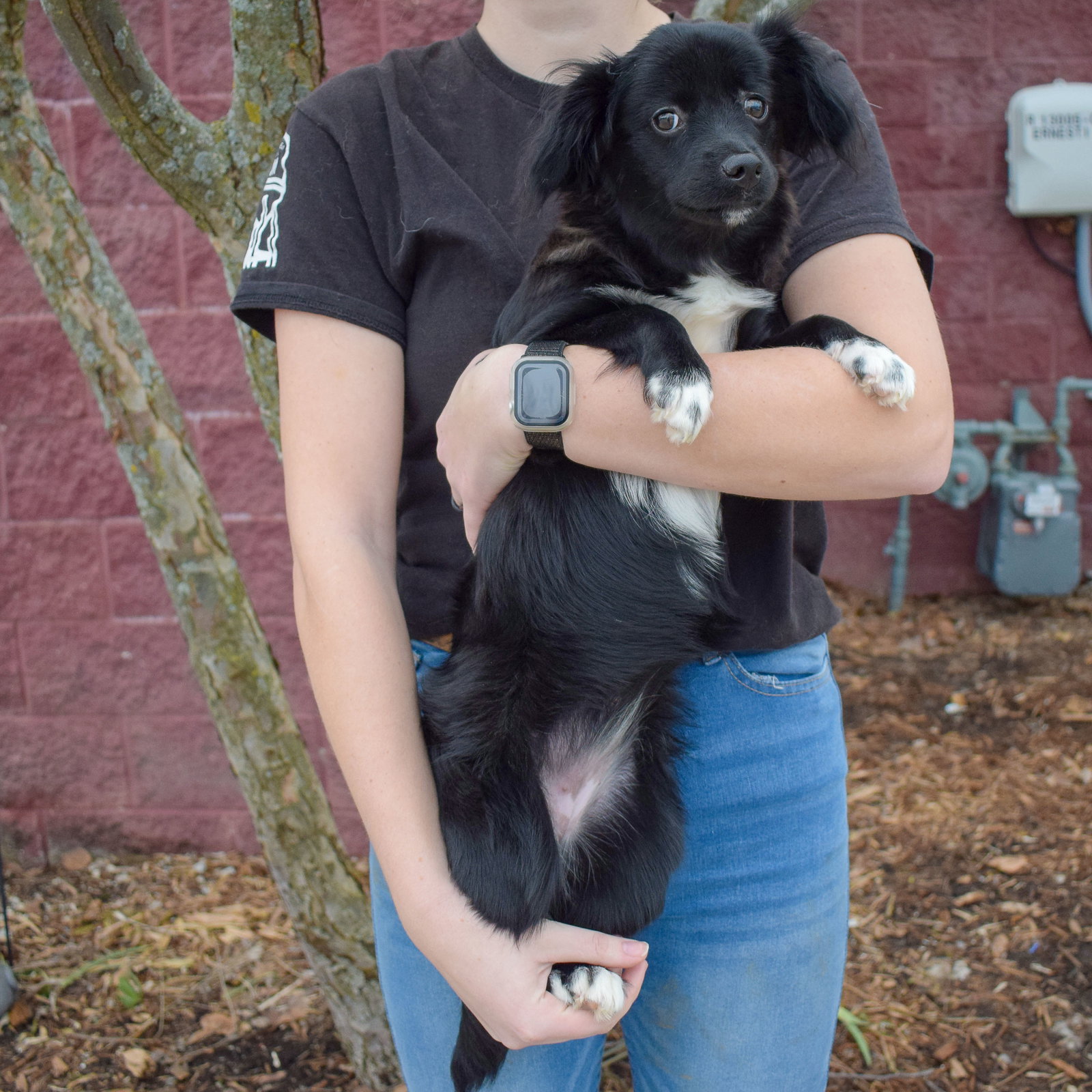 Dog for Adoption Whoopie, a Pomeranian in Huntley, IL Alpha Paw