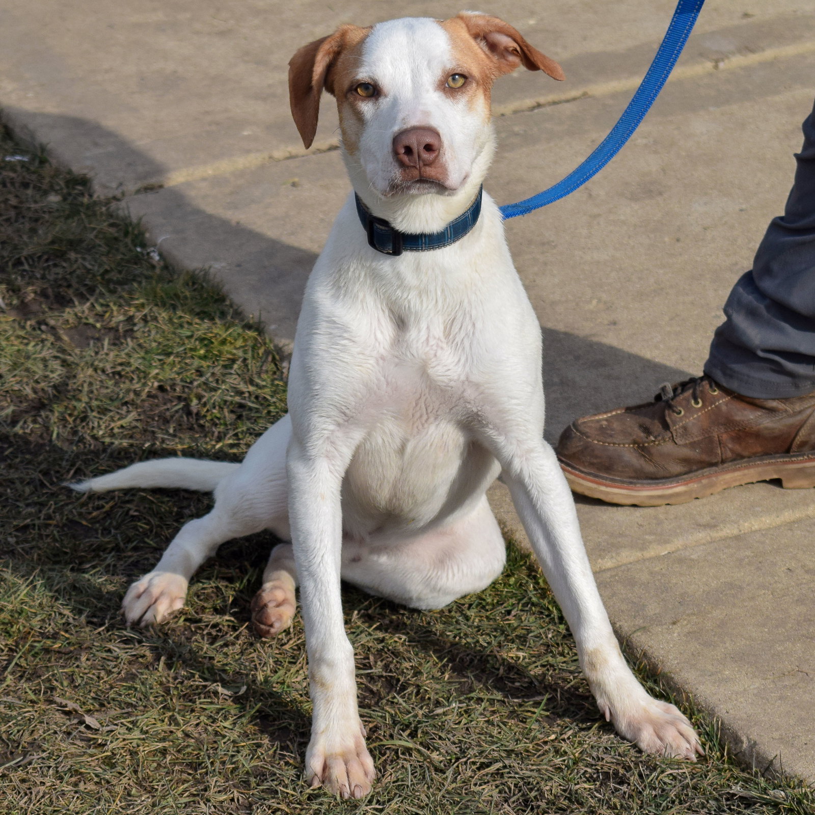 Dog for Adoption - Spotty, a Yellow Labrador Retriever in Rock County ...