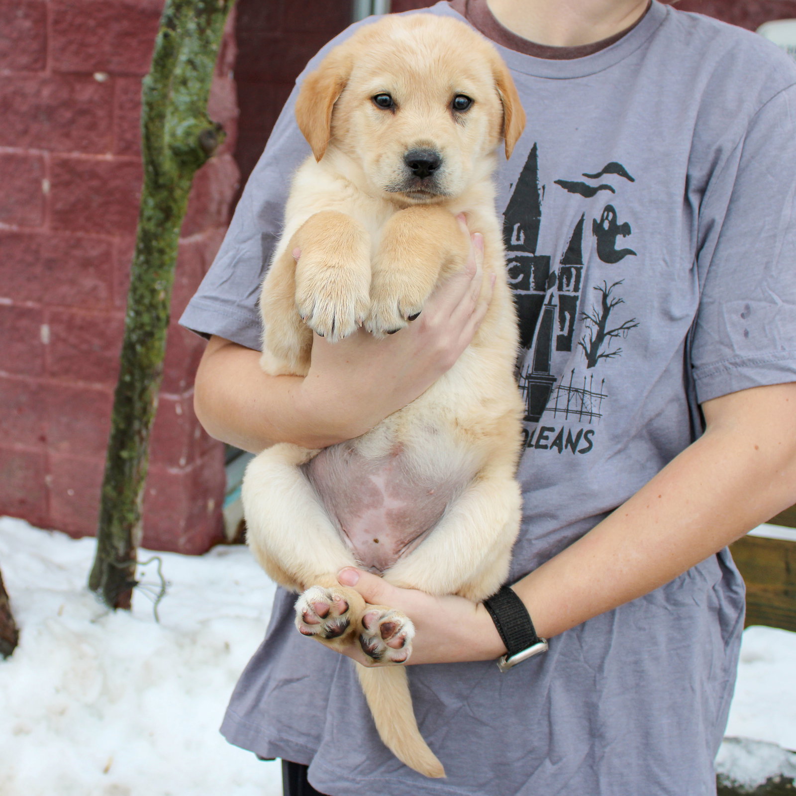 Dog for Adoption - Aurora, a Yellow Labrador Retriever in Crystal Lawns ...