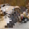 adoptable Dog in huntley, IL named Halo