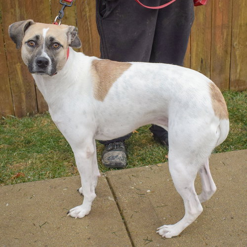 HALO - Labrador Retriever / American Staffordshire Terrier available for adoption