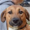 adoptable Dog in huntley, IL named Tulip
