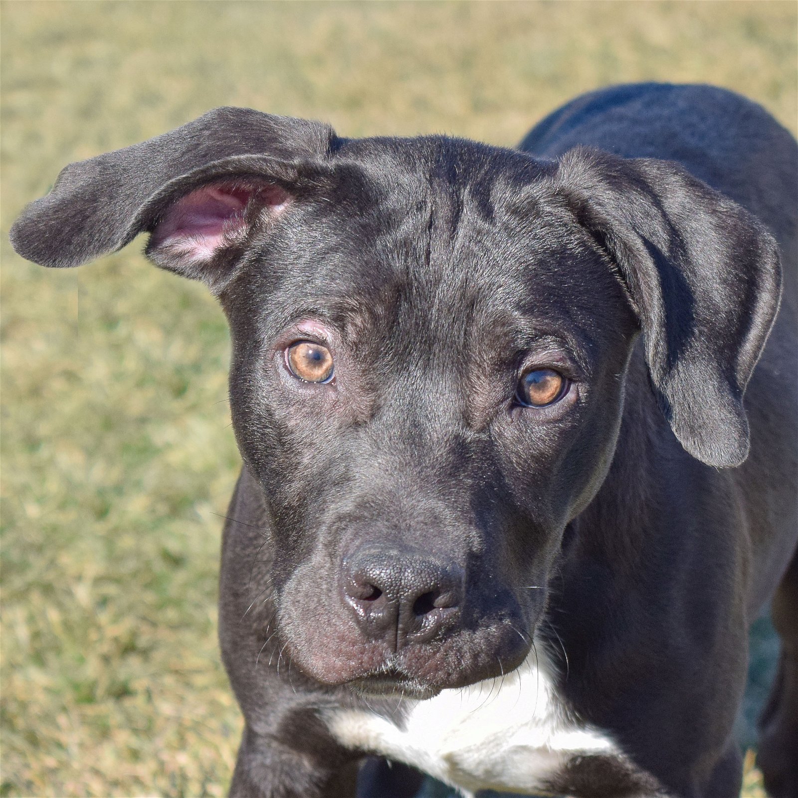adoptable Dog in Huntley, IL named Percy