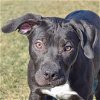 adoptable Dog in huntley, IL named Percy