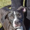 adoptable Dog in huntley, IL named Pluto
