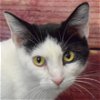 adoptable Cat in huntley, IL named Carrie